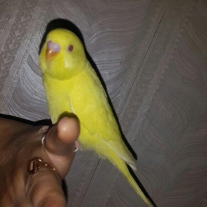 3 ayliq lutino erkek satilir elden qacmir ele tam 