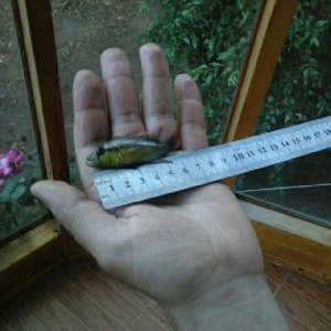 Baliq burtoni... Yetişken erkekdi 7 sm. Dişisi akvariumdan tullanib öl