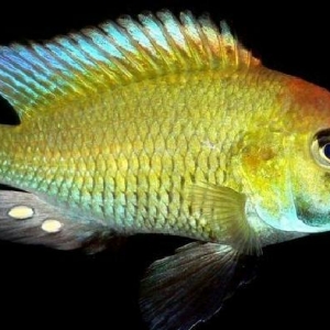 Baliq burtoni... Yetişken erkekdi 7 sm. Dişisi akvariumdan tullanib öl