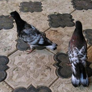 Qarabas 17. 16. Tuk qara xalcali keven quslar. Sekiller    10 gun once