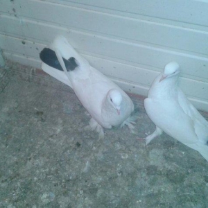 17 tukler cutduler yumurtaya qovur erkey badam lelek maya qalin dolag