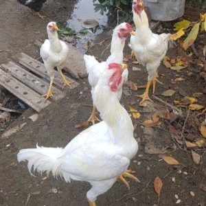 Ağ Şamo cinsi 8 aylıq heyrati becələr uc dənədi ikisi satilir real ali