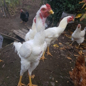 Ağ Şamo cinsi 8 aylıq heyrati becələr uc dənədi ikisi satilir real ali