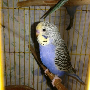 2 aylig cex papuqaylar satilir. 2 erkek qalib.supe