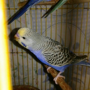 2 aylig cex papuqaylar satilir. 2 erkek qalib.super rengdediler tam sa