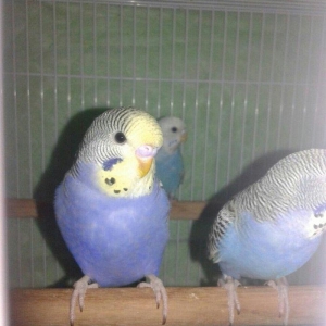 2 aylig cex papuqaylar satilir. 2 erkek qalib.super rengdediler tam sa