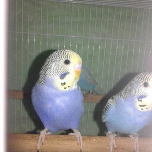 2 aylig cex papuqaylar satilir. 2 erkek qalib.super rengdediler tam sa