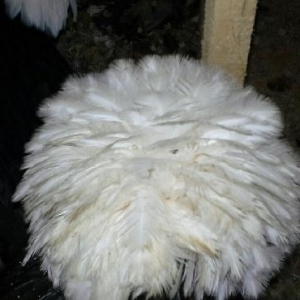 Rahibə. 3-4 günlük cücələri satılır. Boş bekar adamlar narahat etməsün