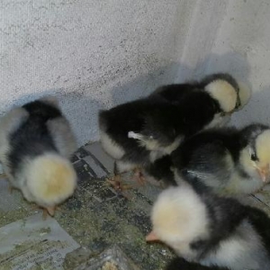 Rahibə. 3-4 günlük cücələri satılır. Boş bekar adamlar narahat etməsün