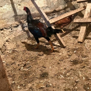 Tecili satilir ! ! ! Heyrati 1 yas 2 ayligdi. Fikri  ciddi olan sexse