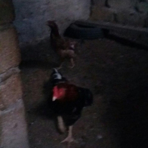 Salam heyratini 45manata satiram. Sumqayit səhəri corat qəsəbəsi dəniz