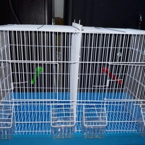 Quslarcun ortadsn iki hisseye bolunen boyuk teze q