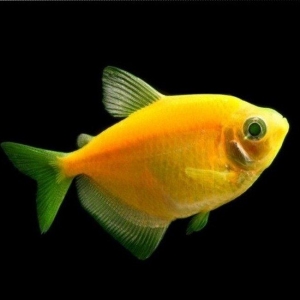 Glofish gymnocorymbus ternetzi bardovi və sarı r