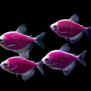 Glofish gymnocorymbus ternetzi bardovi və sarı rənglər bir ədədin