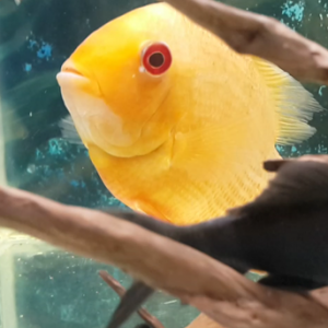 Severum amazon sularının balıgı 15-16sm. 
Şəkillər orjinaldı 8smdən