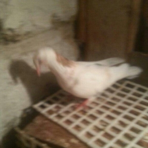 boynu gullu balalar satilir 2 si 10 azn satiram biri boz quyruqdu