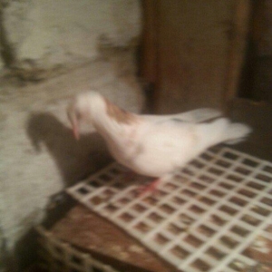 boynu gullu balalar satilir 2 si 10 azn satiram biri boz quyruqdu