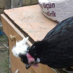 Damazliq Holland agpapaglar satilir.1 xoruz.2 toyug.toyugun 1 inin bas