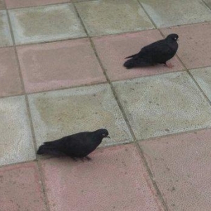 satilir cutduler komru qara erkey ayaqi cilpaq maya dolaxdi 20azn