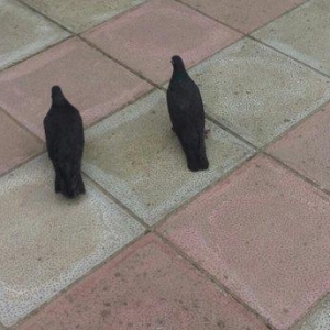 satilir cutduler komru qara erkey ayaqi cilpaq maya dolaxdi 20azn