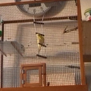 Продаю двух попугаев (мальч