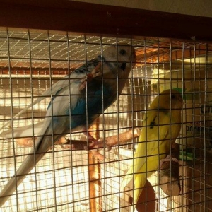 Продаю двух попугаев (мальчик Гоша и девочка Лиза) с клеткой. Клетка