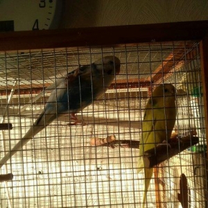 Продаю двух попугаев (мальчик Гоша и девочка Лиза) с клеткой. Клетка