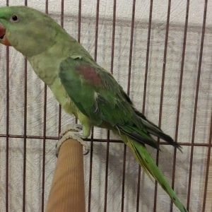 Aleksandir papuqayi satilir. dişidi, 4 yaşdan yuxaridi, cüte vurmaqa h