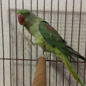 Aleksandir papuqayi satilir. dişidi, 4 yaşdan yuxaridi, cüte vurmaqa h