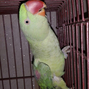 Aleksandir papuqayi satilir. dişidi, 4 yaşdan yuxaridi, cüte vurmaqa h