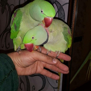 Aleksandr papuqaylarını satiram. hər ikisi tam əl quşudu. hazir cütdür