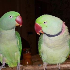 Aleksandr papuqaylarını satiram. hər ikisi tam əl quşudu. hazir cütdür