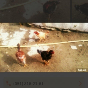 heyraltı satıram temız heyvanlardı ıkı fered