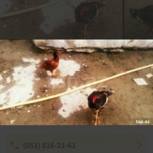 heyraltı satıram temız heyvanlardı ıkı feredı bırı xoruz Hec bır prabl