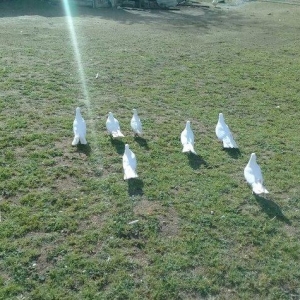 hamsi enni quyruqlardi .hamsi 150 manat . tek tek 