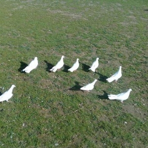 hamsi enni quyruqlardi .hamsi 150 manat . tek tek heresinin oz qiymeti