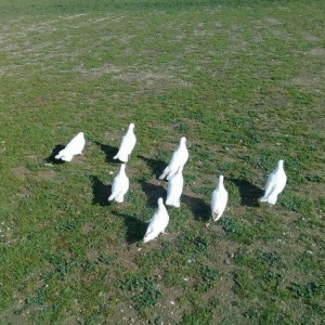 hamsi enni quyruqlardi .hamsi 150 manat . tek tek heresinin oz qiymeti