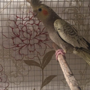 Продается попугаи корелла 