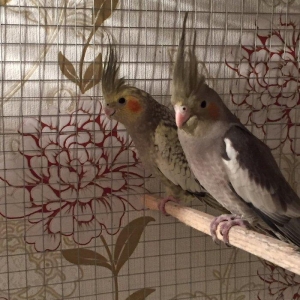 Продается попугаи корелла мальчик и девочка 7 месяцев им. Один попугай