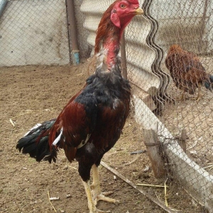 heyratı xoruzu 2 yaşıvar heç bir meydanda mə