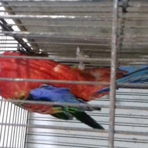 2 illik erkek rozella, cox hessas ve qizgindir, cu