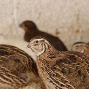 3 ayliq saglam bildircinler satilir. 17 denedir ( 