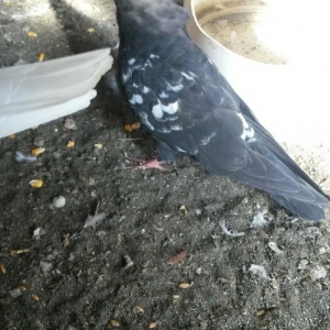 tutulma qusdu ciyden teze cixib fikri ciddi olan narahat etsin wp var