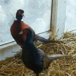 qafqaz qirqovullari 1 ri 20m cutu 40m tam saqlamdi