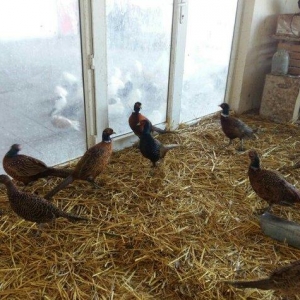 qafqaz qirqovullari 1 ri 20m cutu 40m tam saqlamdilar fikri ciddi olan