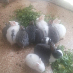 hamisi satilir elde var yeni zeng bursaz deyilmeyecekki satilib artiq