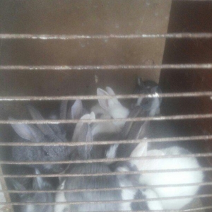 hamisi satilir elde var yeni zeng bursaz deyilmeyecekki satilib artiq