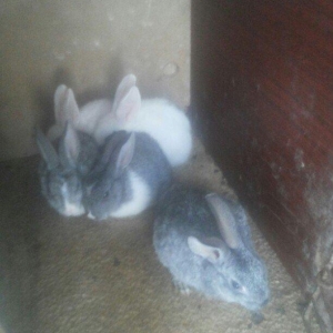 hamisi satilir elde var yeni zeng bursaz deyilmeyecekki satilib artiq