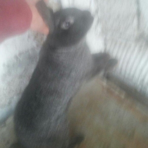 iri dovsanlar disiler 10 12 bala verir dordunu 30 