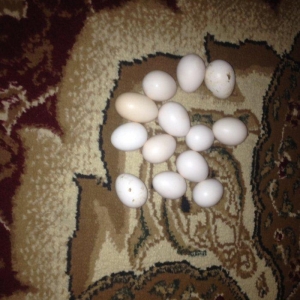 Yaponka yumurtasI Hal hazirda mayalıdır satılır 1 manata real alicila